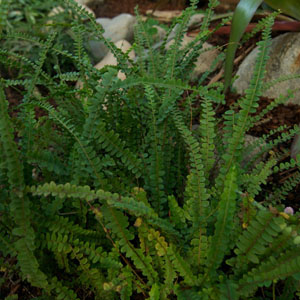 Lemon Button Fern  (Nephrolepis cordifolia) “Duffii” 